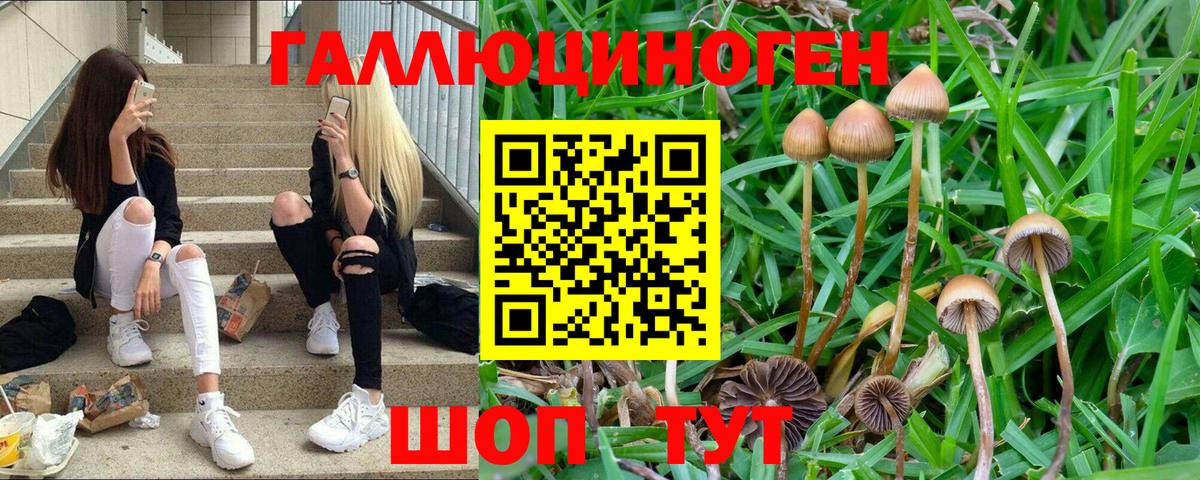 Псилоцибиновые грибы Cubensis Кириши
